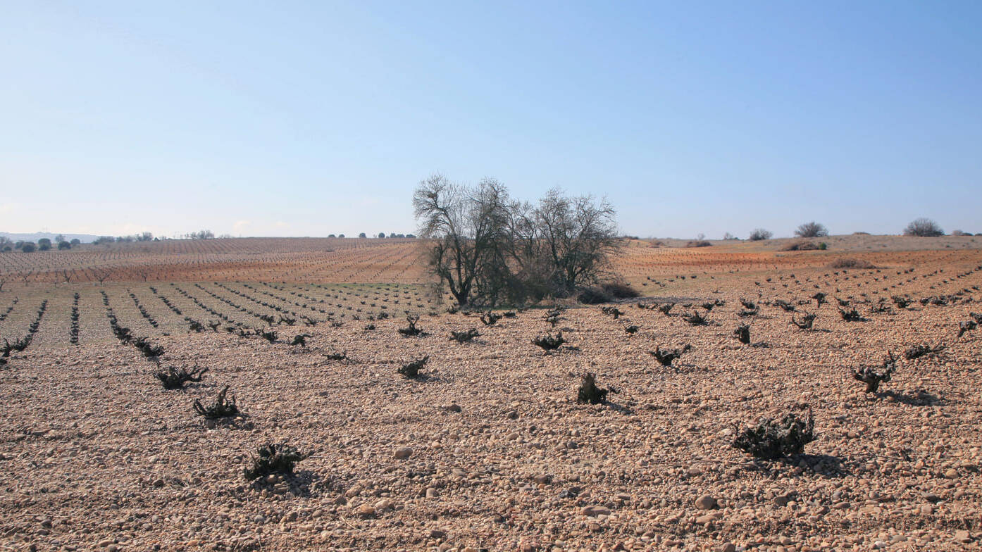 Viñedo la jara