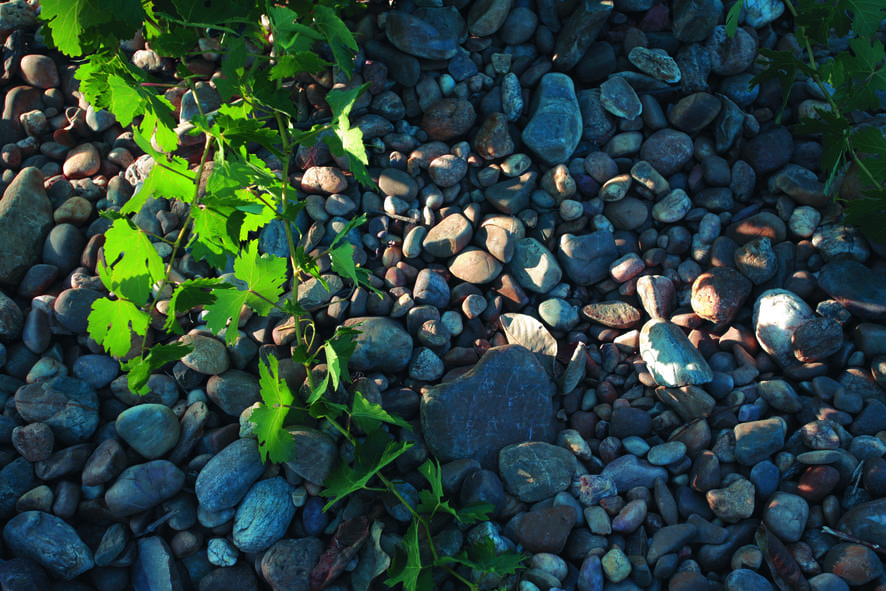 Suelo del viñedo La Jara.