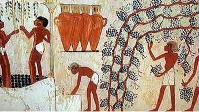 El proceso de vendimia representado en frescos egipcios.
