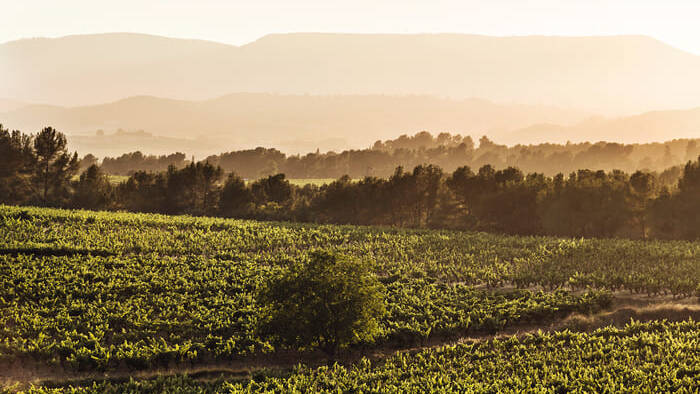 Viñedos de la bodega Recaredo