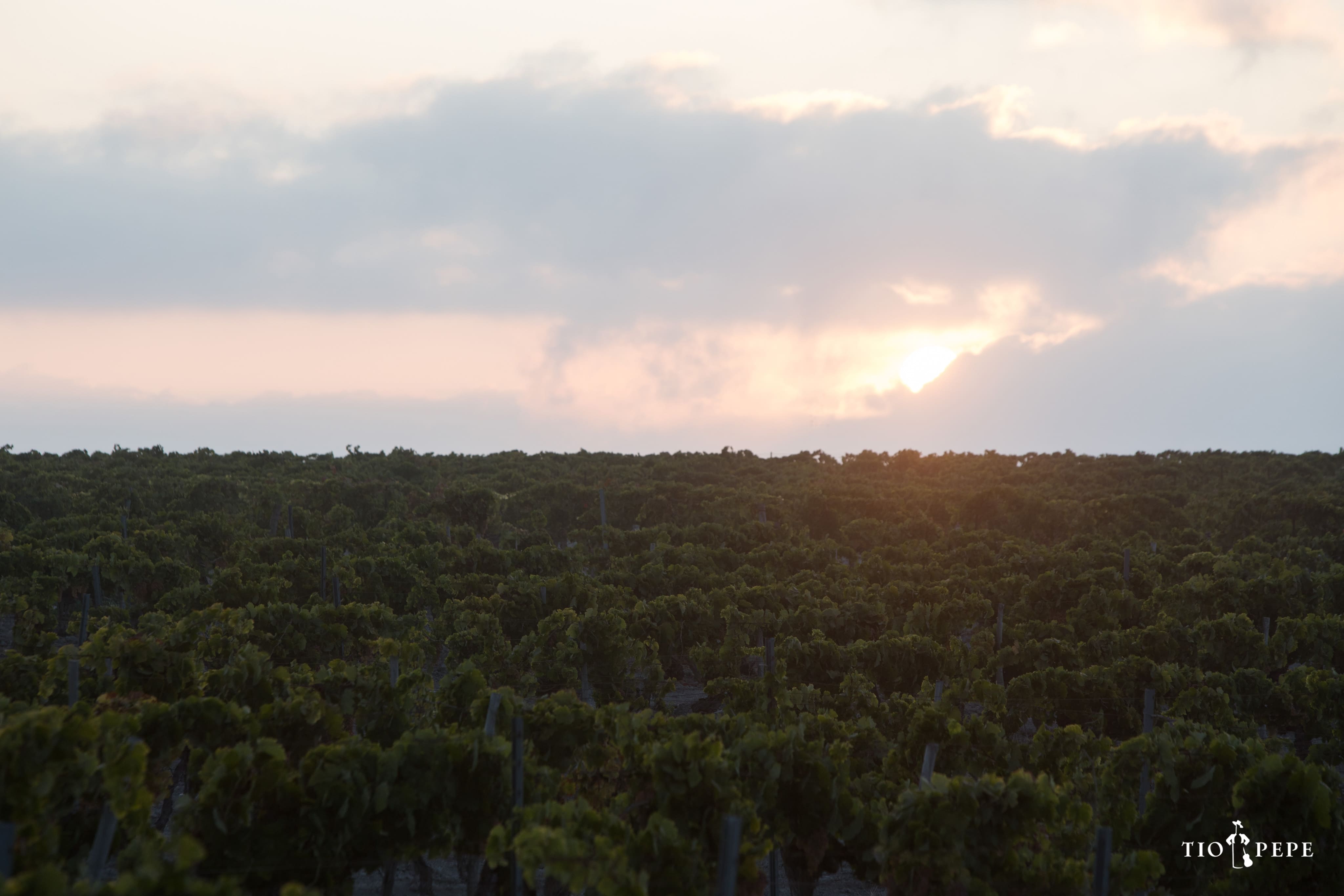 Viñedos de Gonzalez Byass.