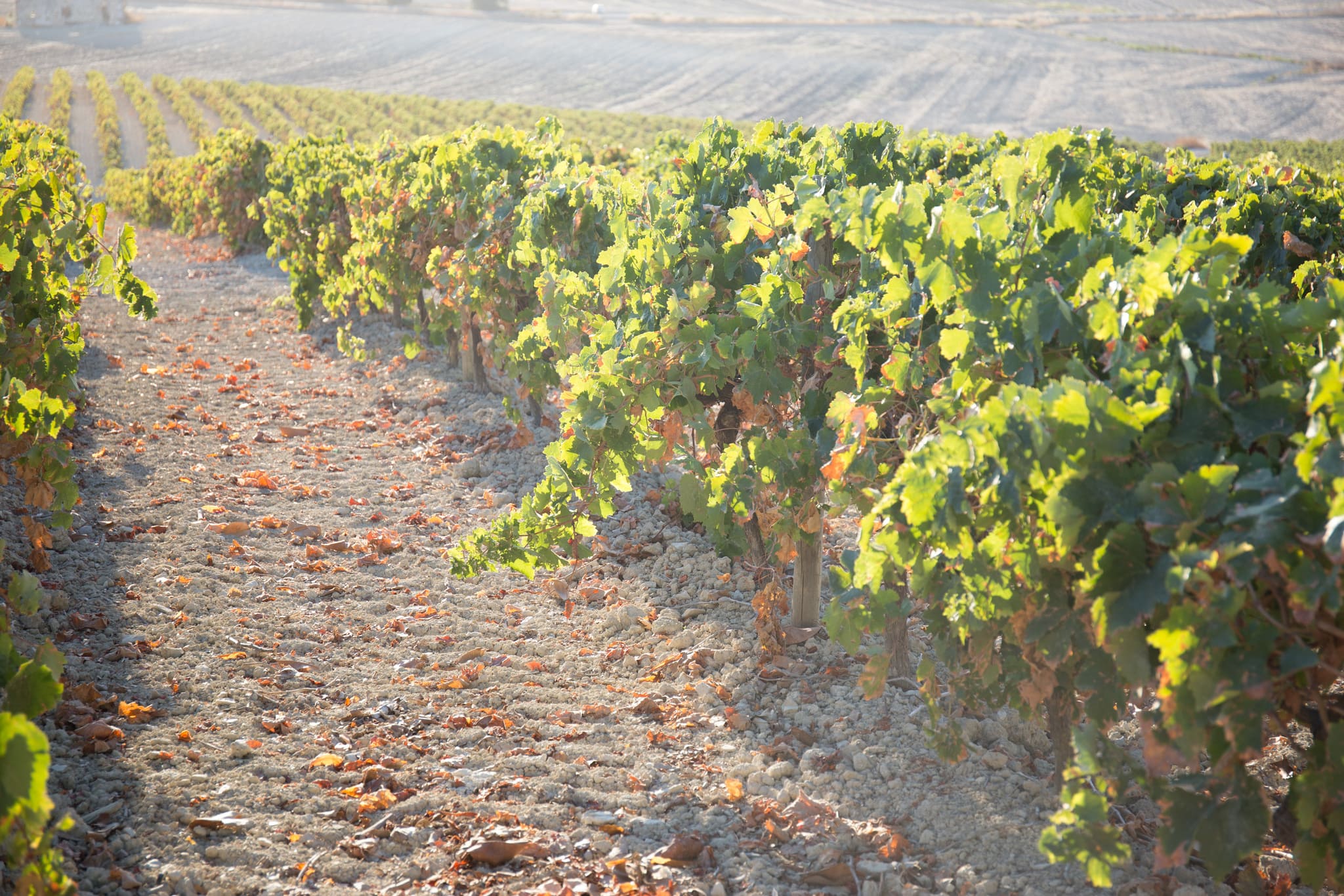 Viñedos de Gonzalez Byass.