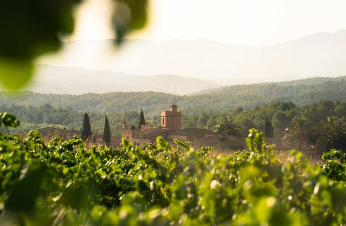 Bild der Weinberge des Weinguts.