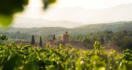Imagen de los viñedos de la bodega.