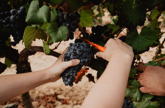 Bild einer Weintraube aus dem Weinberg.