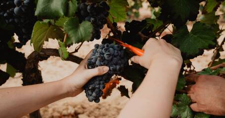 Imagen de un racimo de uvas del viñedo.