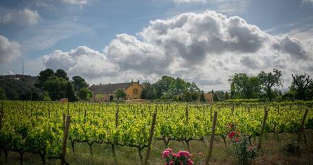 Imagen del viñedo de la bodega