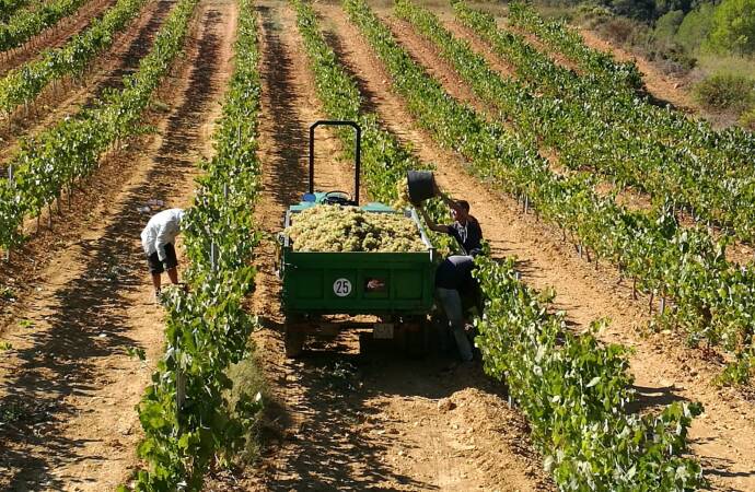 Image of the winery's vineyard.
