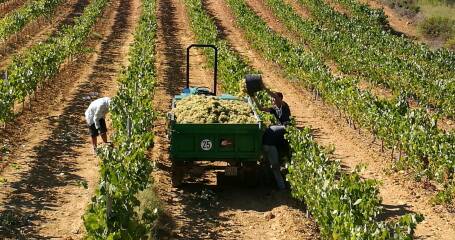 Imagen del viñedo de la bodega.