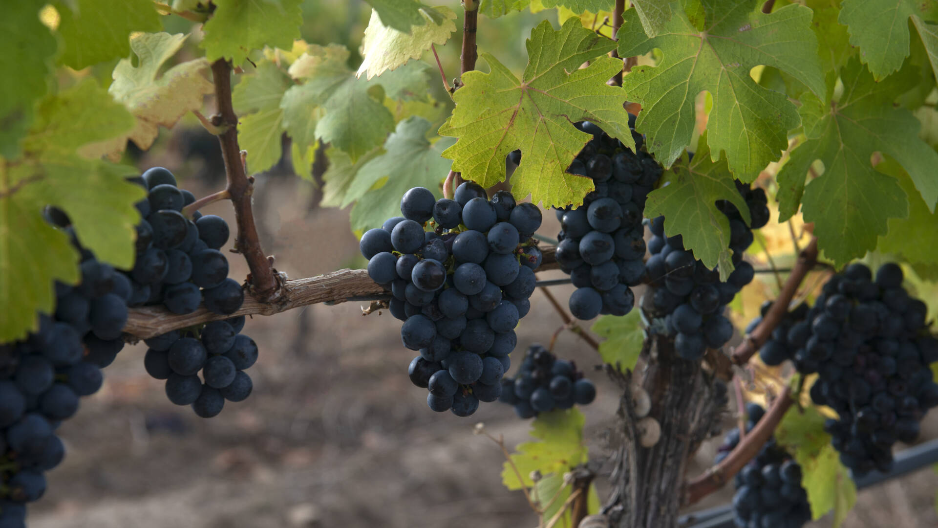 Variedad Beru&eacute;s.