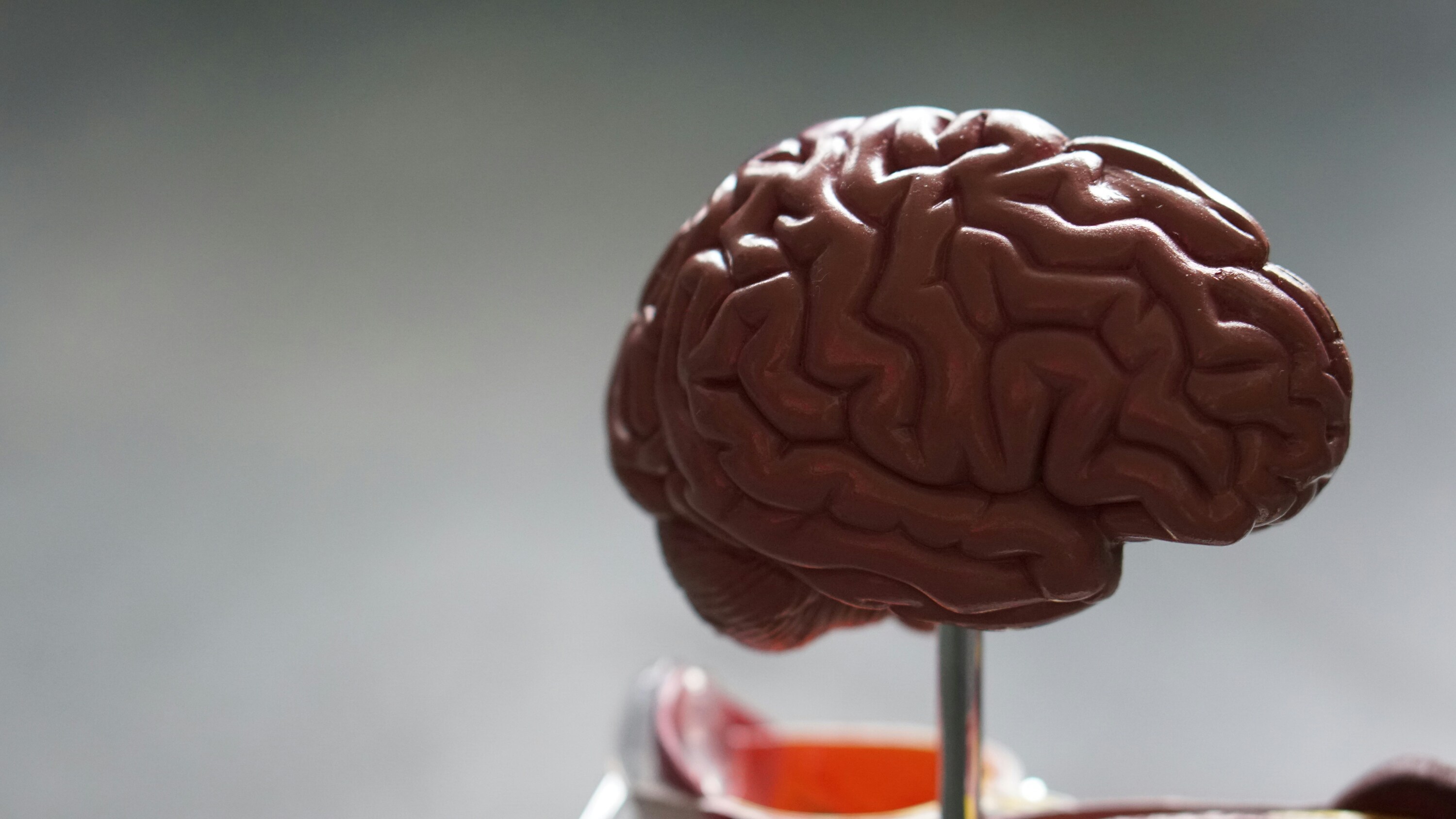 &iquest;Cu&aacute;l es el papel que juega nuestro cerebro en todo esto?