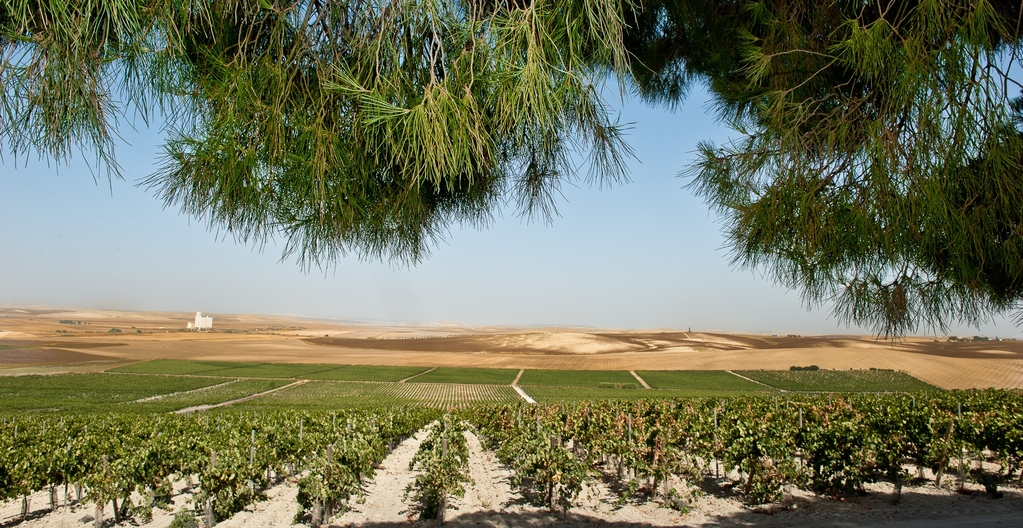 Imagen del vi&ntilde;edo de la bodega.