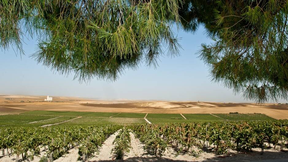 Imagen del vi&ntilde;edo de la bodega.