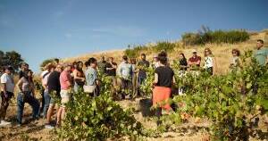 Imagen de un grupo de personas en el viñedo.