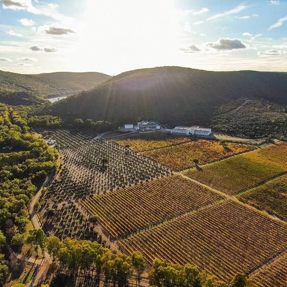 Imagen panor&aacute;mica del vi&ntilde;edo de la bodega.