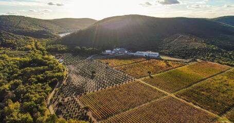 Imagen panorámica del viñedo de la bodega.