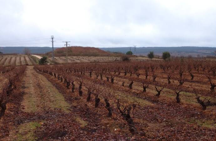 Imagen de los viñedos.