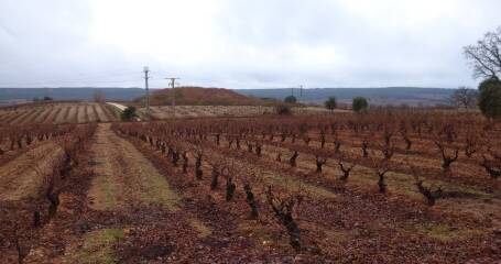 Imagen de los viñedos.