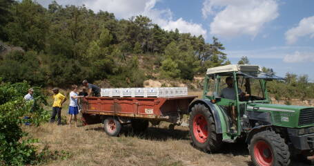 Imagen de un tractor en los viñedos de la bodega.