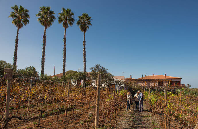 Imagen de los viñedos con la bodega en el fondo.