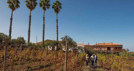 Imagen de los viñedos con la bodega en el fondo.