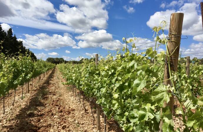 Imagen de los viñedos de la bodega.