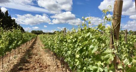 Imagen de los viñedos de la bodega.