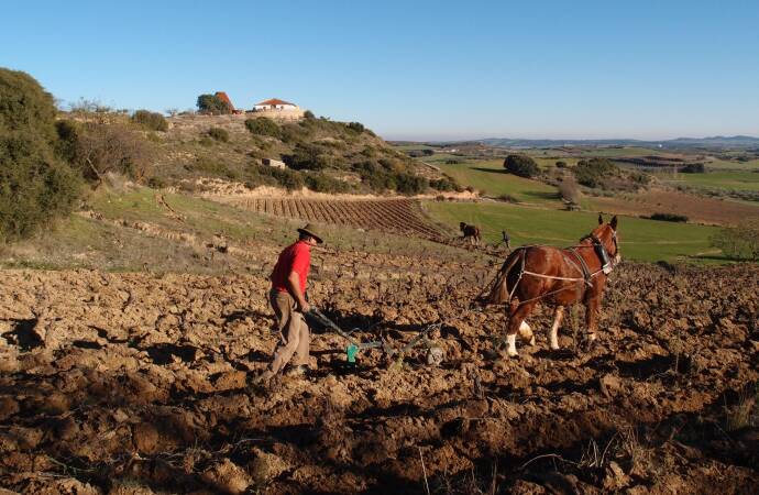 Image of a horse and a man in the vineyards of the winery.