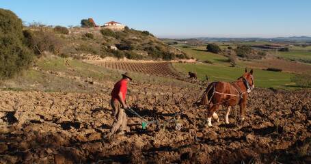 Image of a horse and a man in the vineyards of the winery.