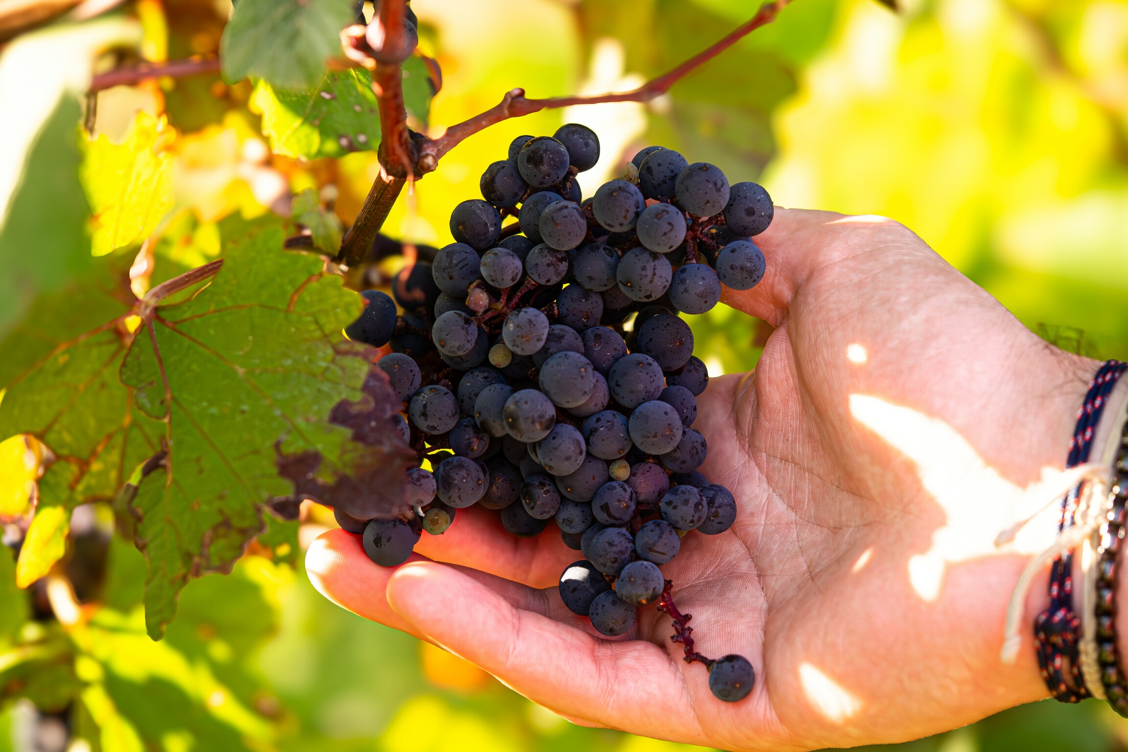 Lo &uacute;nico verdaderamente natural es aquello que nace sin mediaci&oacute;n: la uva. El vino, en cambio, es cultura, t&eacute;cnica e inteligencia aplicadas.