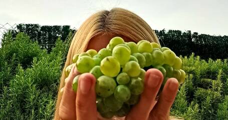 Bild eines Mädchens, das eine Weintraube in der Hand hält.