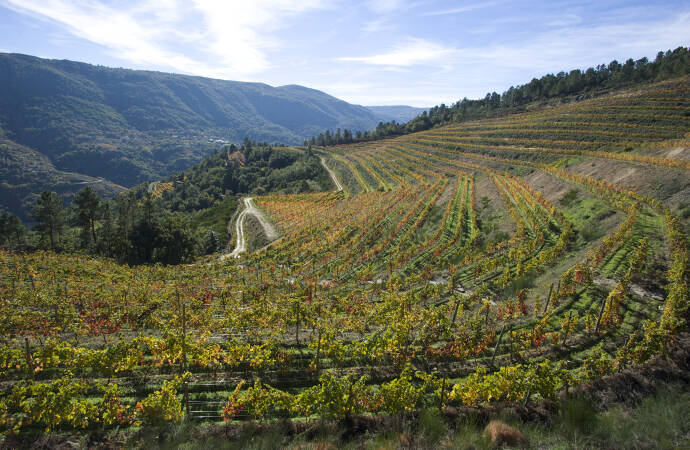 A view of the winery's vineyards.
