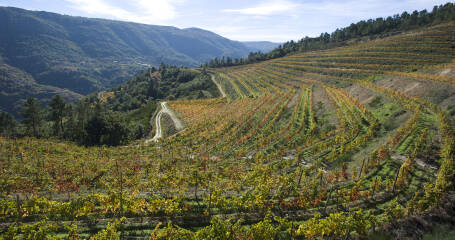 Ein Blick auf die Weinberge des Weinguts.