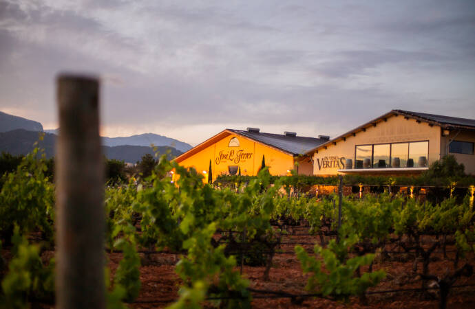 Aufnahme des Weinbergs und der Fassade des Weinguts bei Sonnenuntergang.