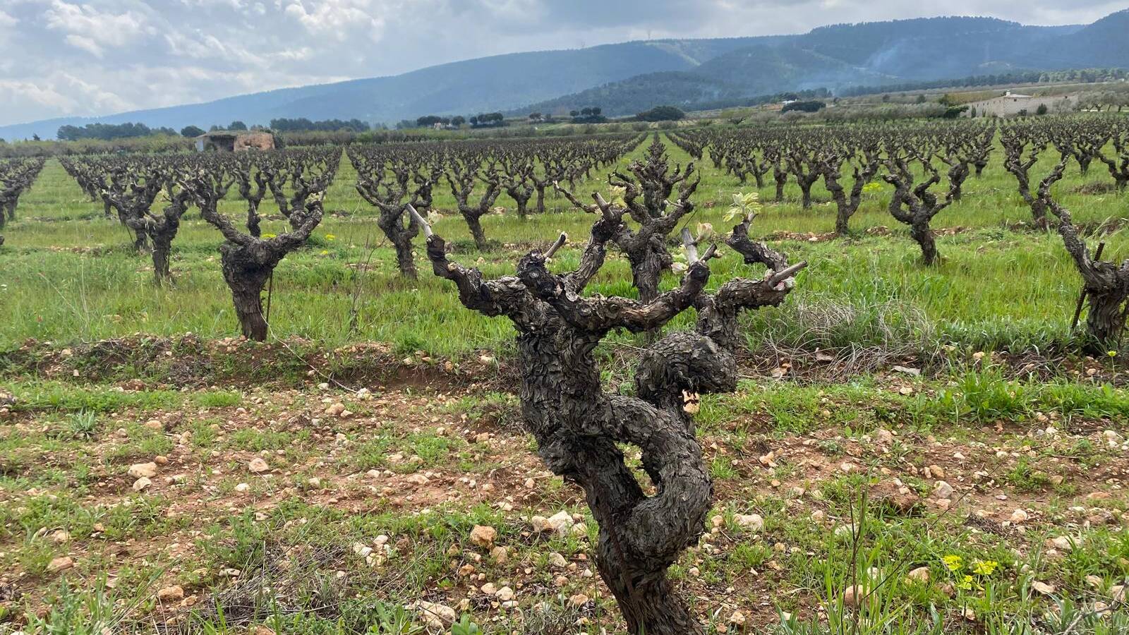 Vi&ntilde;edo de Fil&middot;loxera & C&iacute;a.
