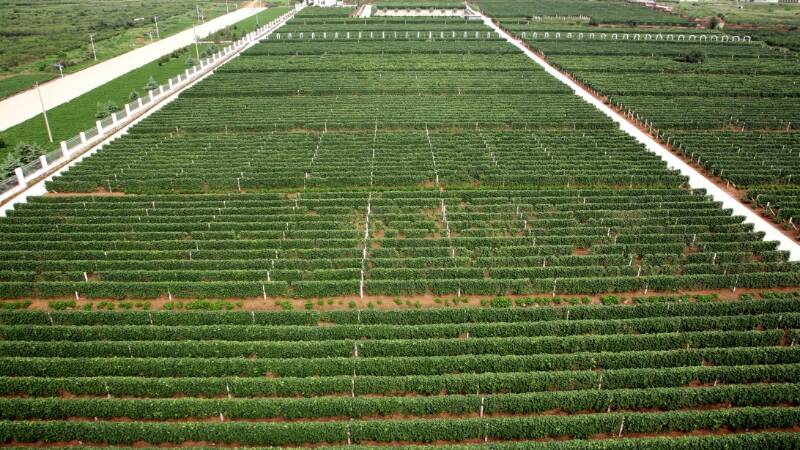 Aunque las variedades de corte bordel&eacute;s dominan el paisaje, es la marselan la que parece haber encontrado en este rinc&oacute;n del mundo su mejor versi&oacute;n.