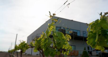 Image of the vineyard