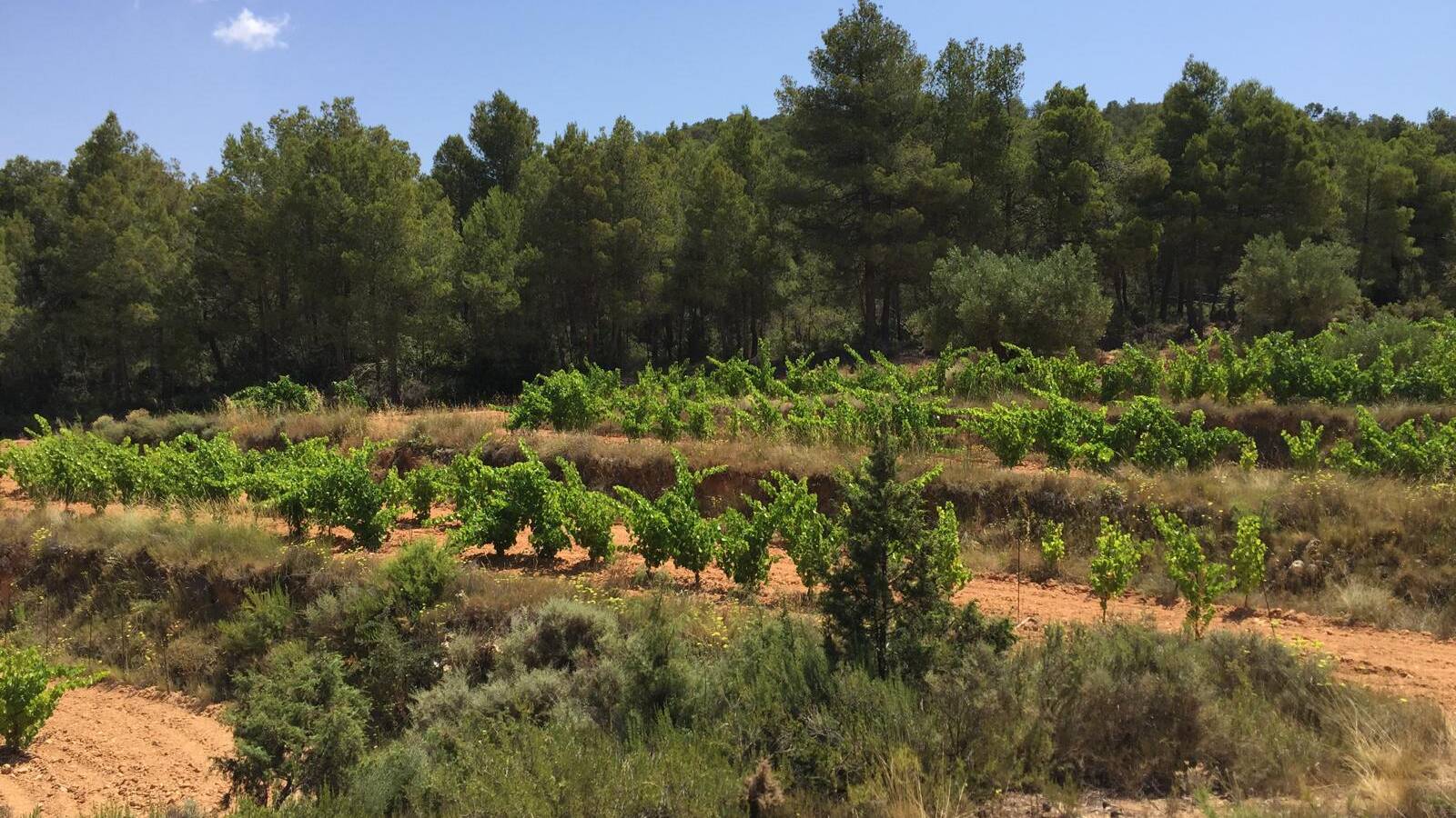 Imagen de vi&ntilde;edos