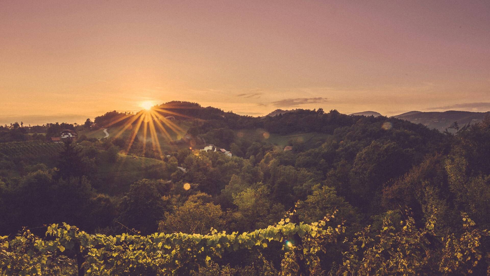 Una de las grandes curiosidades de esta casta es su capacidad para camuflarse y adoptar nombres propios all&aacute; donde echa ra&iacute;ces.