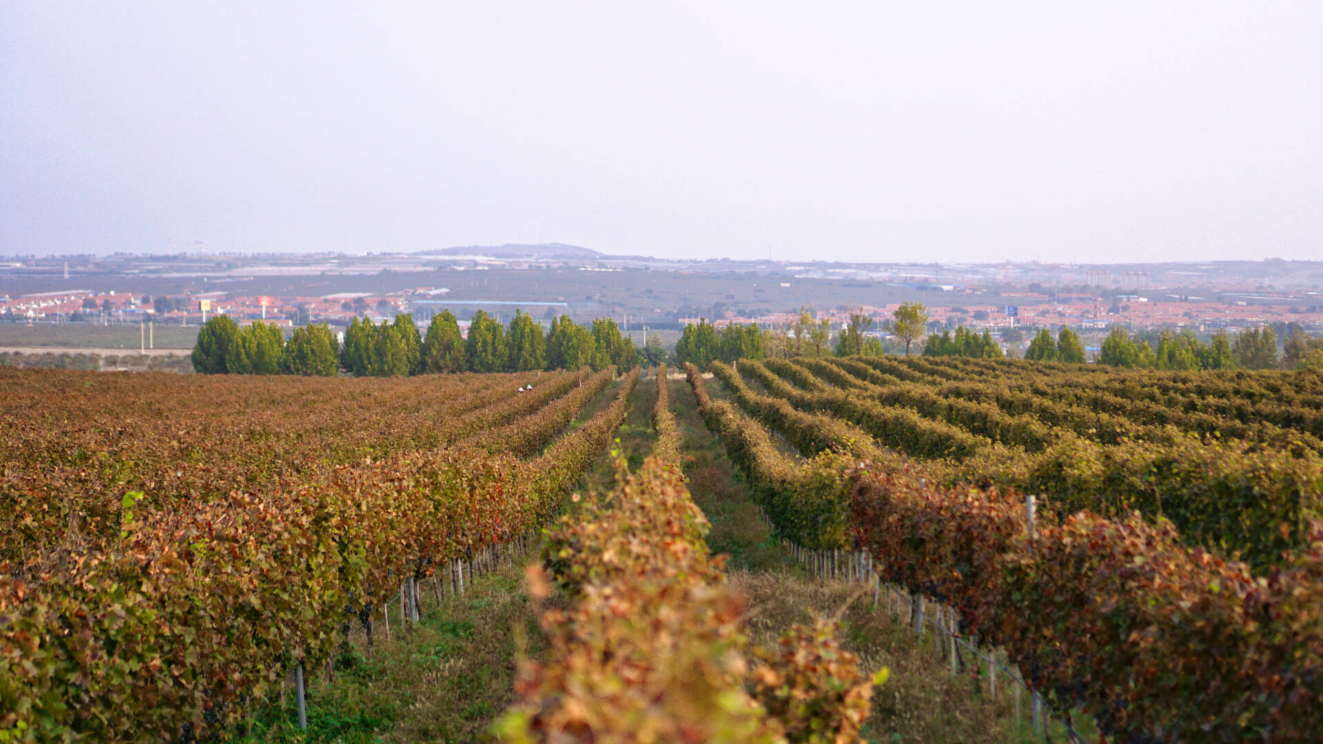 Hemos encontrado vinos de petit verdot y de cabernet franc interesantes que aprovechan los oto&ntilde;os largos de la regi&oacute;n para madurar con una lentitud envidiable