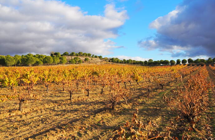 Imagen de los viñedos