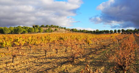 Imagen de los viñedos