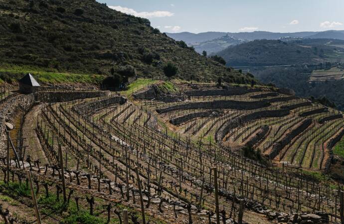 A photo of part of the winery's vineyard.