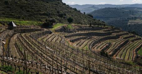 A photo of part of the winery's vineyard.