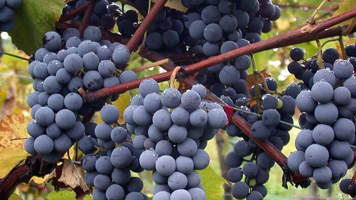 La tempranillo es la reina indiscutible de nuestro vi&ntilde;edo, la columna vertebral de nuestros tintos m&aacute;s universales