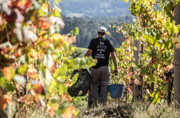 A picture of a man among the vineyards.