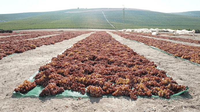 M&eacute;todo de asoleo de las uvas.