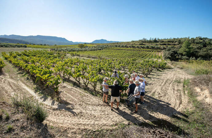 Foto einer Gruppe von Menschen, die die Weinberge des Weinguts besichtigen.