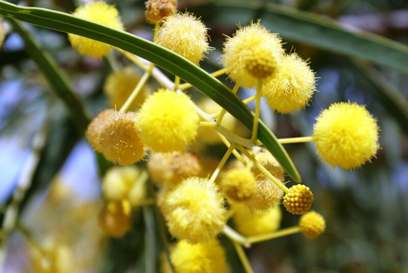 Acacias.