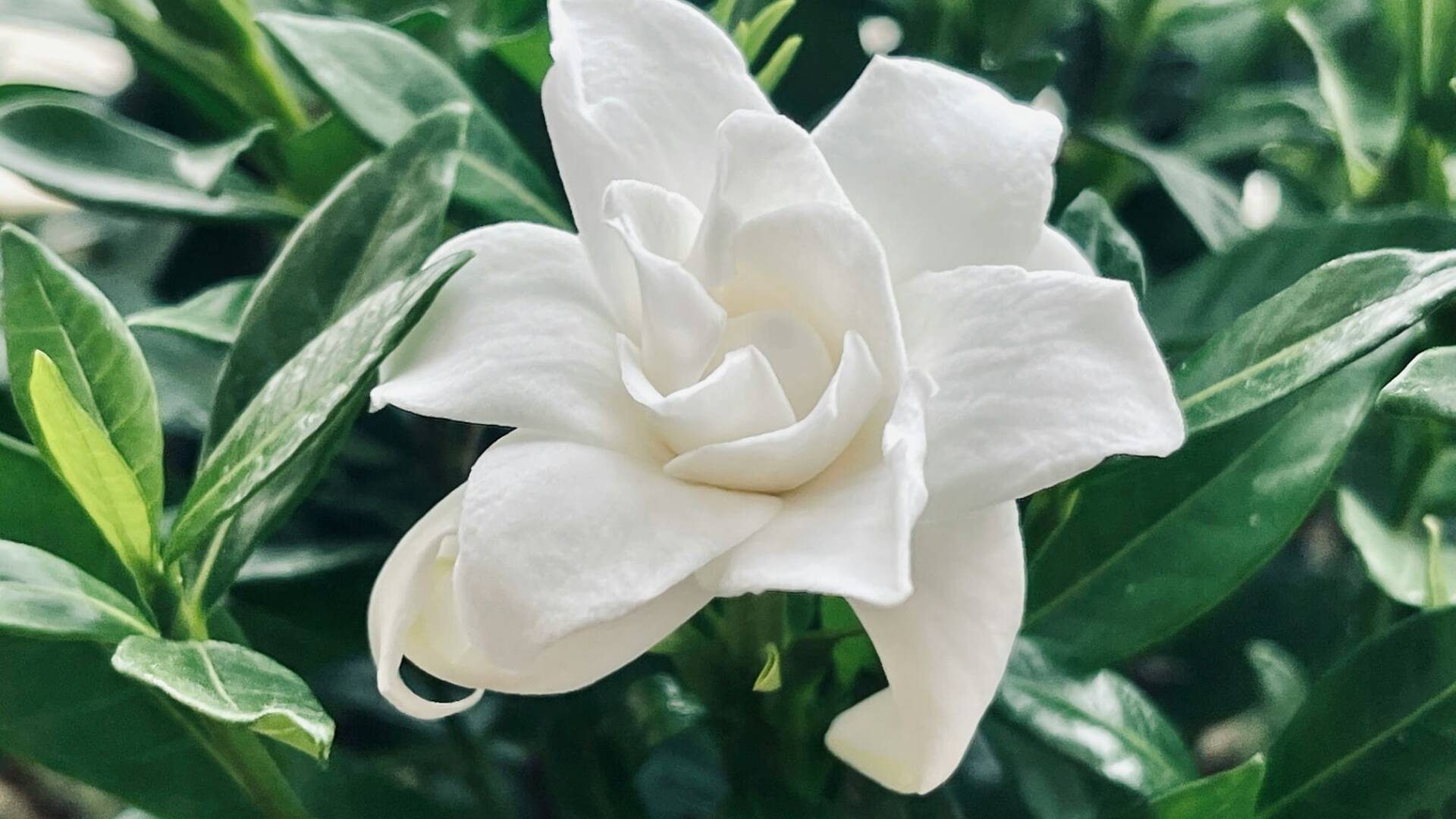 Gardenia.